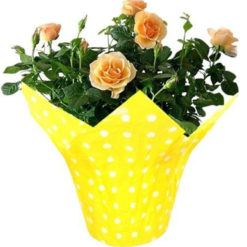 Printing plant pot cover Flower pot sleeves flower pot covers